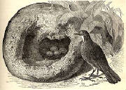 ovenbird.jpg